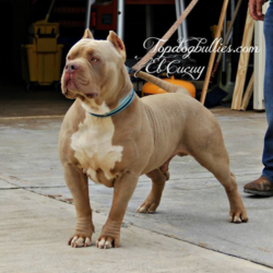 topdog bullies el cucuy ace son