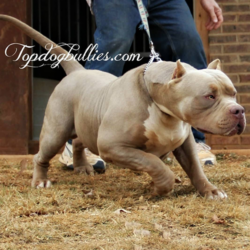 topdog bullies el cucuy lilac tri purple pitbull