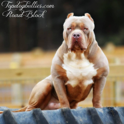 topdog bullies roadblock