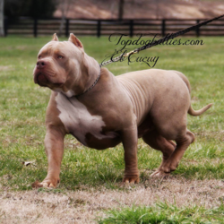 topdog el cucuy