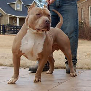 topdogbullies aceblood xxl pitbull