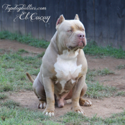 topdogbullies bad boy boogie el cucuy show stoppin ace son xxl lilac tri american bully stud dog