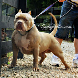 topdogbullies el cucuy