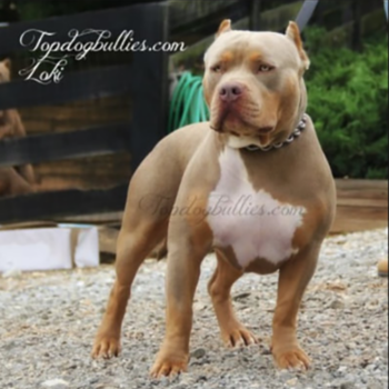 topdogbullies magical god loki