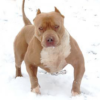 topdogbullies next level's show stoppin ace