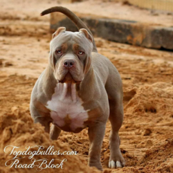 topdogbullies roadblock