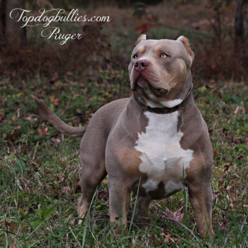 topdogbullies ruger standing in the grass . He is a lilac tri xl pitbull.