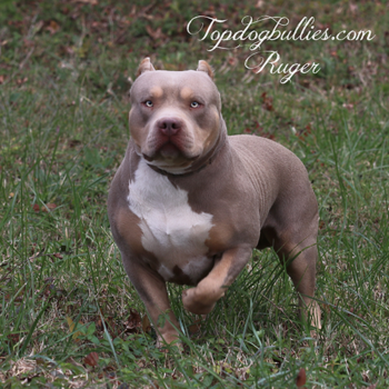 topdogbullies ruger standing in the grass and looking towards the camera. He is a lilac tri xl pitbull.