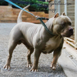 topdog's el cucuy ace son