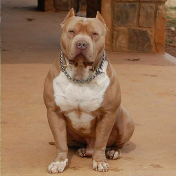 topdog's next level's ace
