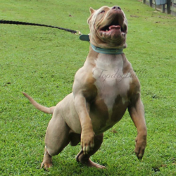 tri xl american bully