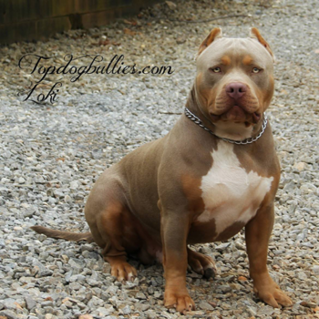 tri xl american pitbull bully