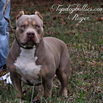 tri xl bully puppies for sale
