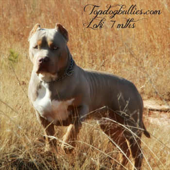 tricolor xxl pitbulls for sale