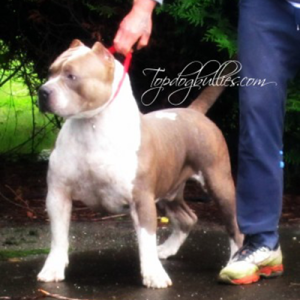 xl american bully champagne & white Thor Et Achille