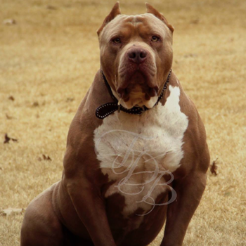 xxl pitbull show stoppin ace