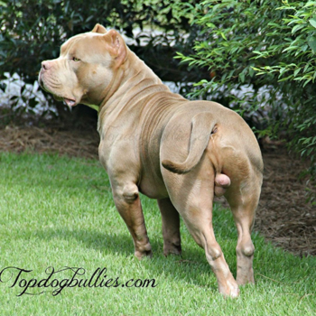 xxl pitbull topdogbullies hoss