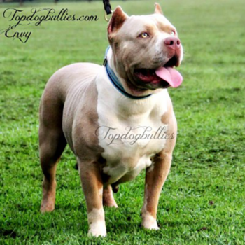 Champagne Pit Envy xxl pitbulls