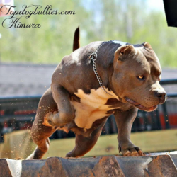 blue pitbull puppies for sale