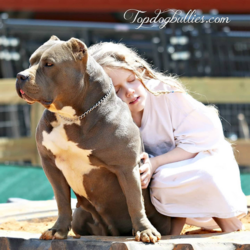 blue xl american bully tricolor