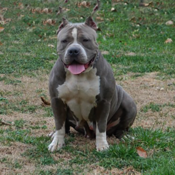 bossy's goosebumps xl female pitbull