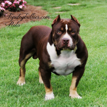 chocolate tri xl pitbull topdogbullies rolo