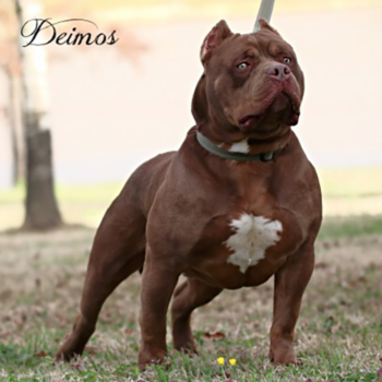 chocolate xl american bully topdogbullies deimos