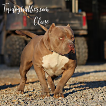 clone ace fawn xl xxl male pitbull