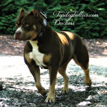 duchess chocolate tri xl female bully pitbull