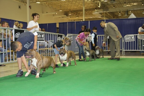 bullies dog puppies