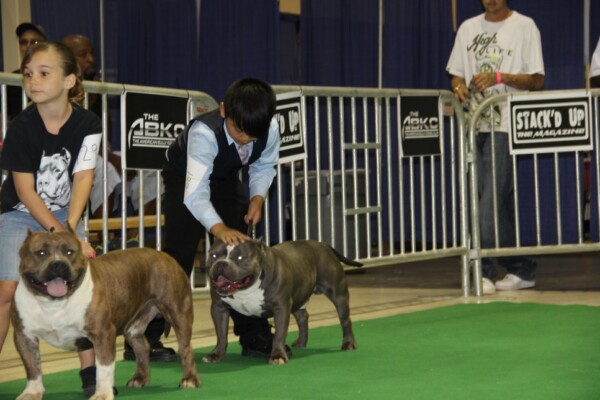 blue american bully puppy