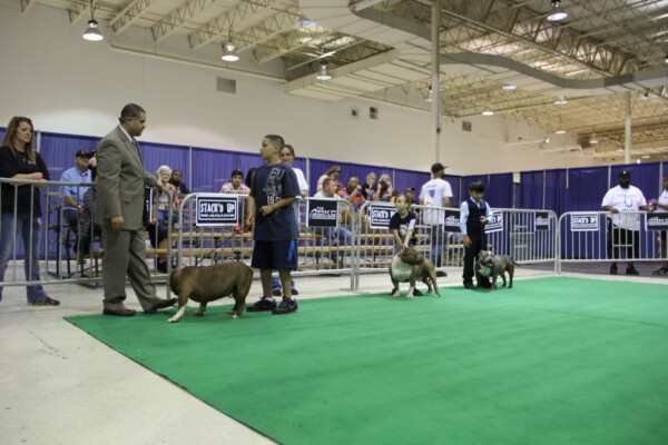 micro bully puppy for sale