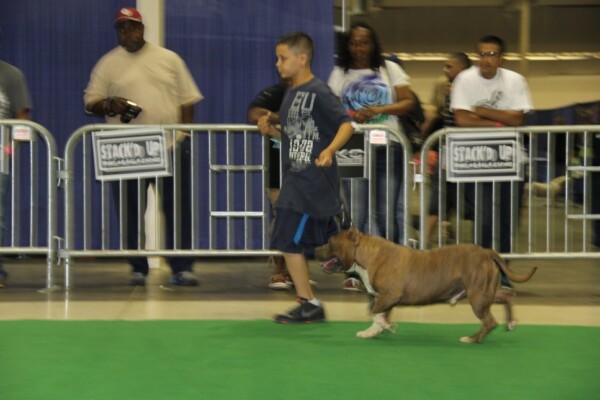 bully pitbull for sale