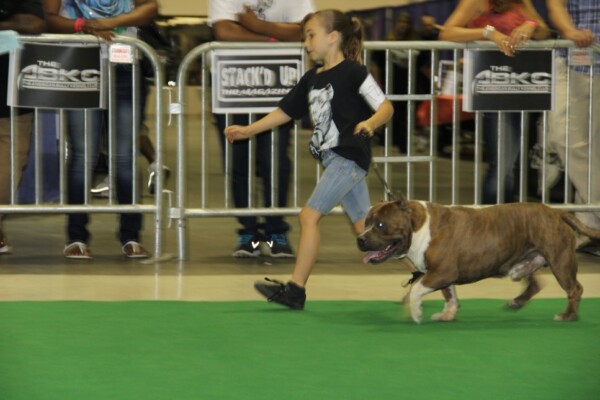 american bullies breeders