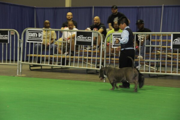 pitbull bully puppies