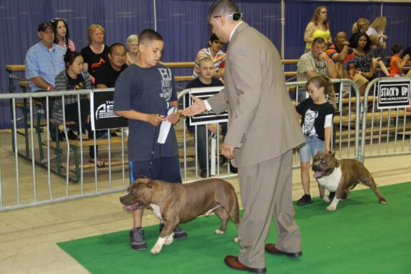 xl bully puppy