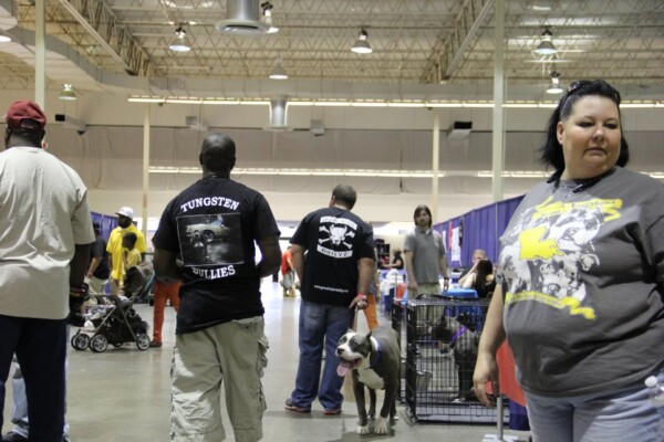 xl bully puppies for sale