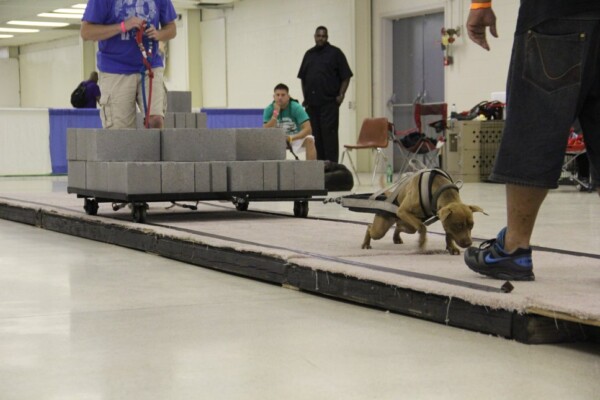 micro bully puppy