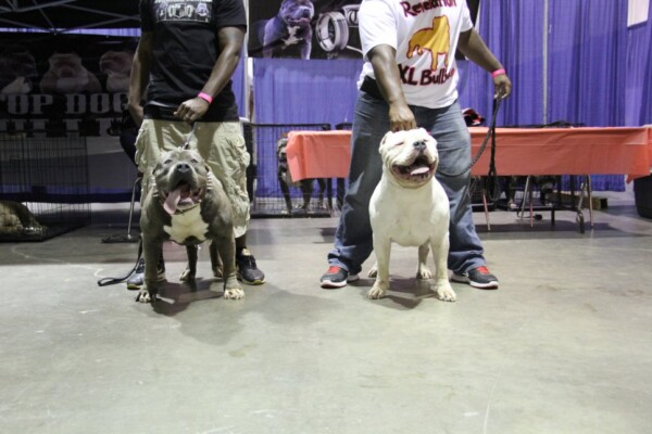 pocket bully puppies for sale
