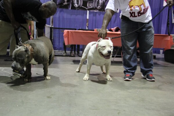 bully puppies for sale