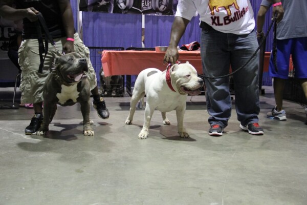 american bully puppies for sale