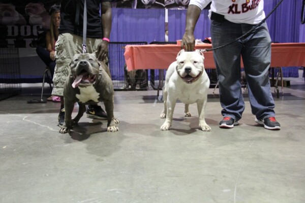 pocket bully puppy