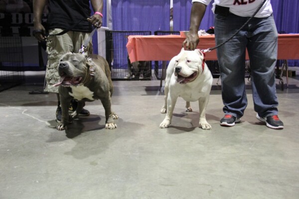 bully breeders