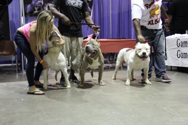 bully puppies