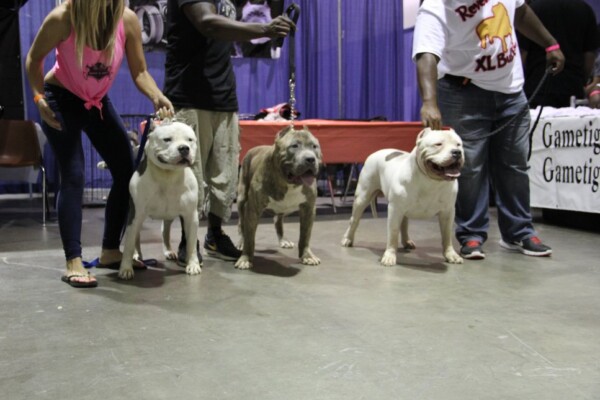 american bully for sale