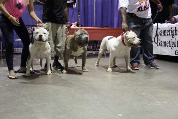 american bully puppy