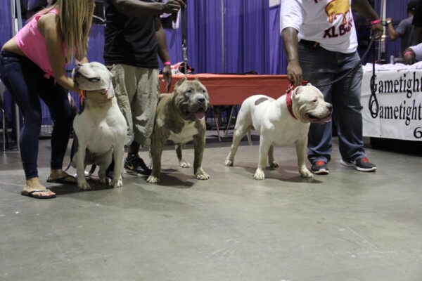 pitbull breeders