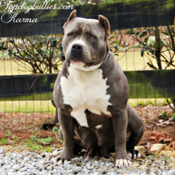 karma xl blue female pitbull breeder kennel in world