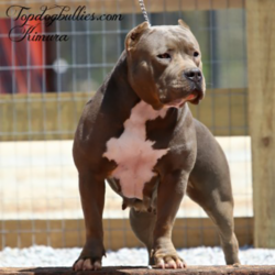 kimura blue female pitbull american bully for sale