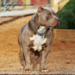ko xl female lilac tri american bully